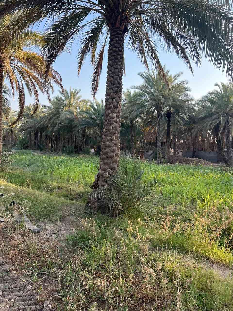 السلام عليكم 8 دونم للبيع طابو زراعي سند 25 تحويل مباشر✅✅
العنوان كربلاء طريق طوريج بسايد الخروج عامود 265 ✅

واجه الارض 35 متر ✅✅

الارض مخدومه ✅✅

الارض تصلح الاستثمار او سكن كولشي تصلح ✅✅✅

للأستفسار آكثر الأتصال على أرقآم التأليه 

0️⃣7️⃣7️⃣2️⃣5️⃣9️⃣8️⃣1️⃣9️⃣4️⃣5️⃣ابو باقر

0️⃣7️⃣8️⃣0️⃣8️⃣9️⃣9️⃣8️⃣8️⃣1️⃣8️⃣

0️⃣7️⃣7️⃣1️⃣9️⃣8️⃣0️⃣8️⃣1️⃣6️⃣5️⃣ابو علي 

وكذالك نستقبل جميع العروض لديكم في كافه مناطق كربلاء المقدسه ✅

#الجميع


**إذا كنت صاحب هذا الإعلان وتريد حذفه لأي سبب، رجاءا أرسل رسالة إلى الدعم الفني**