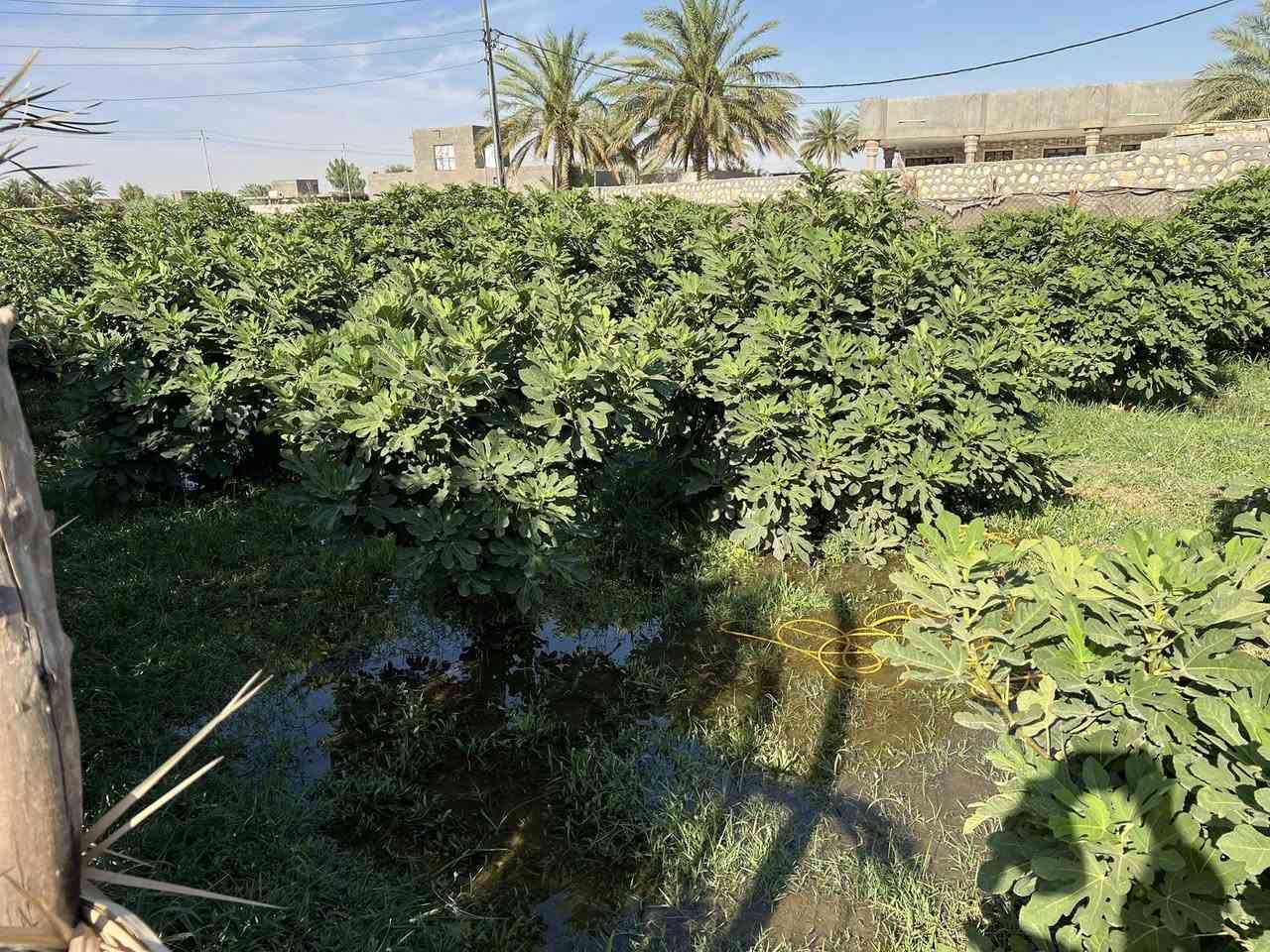 ارض  9 دونم بابل قضاء الكفل عمود 256
باتجاه نهر الفرات  تبعد عن شط الفرات أمتار قليله 
كاع زراعية مرتبه ومحدده من الامام مبزل وطريق عام
 ومن الخلف نهر فرعي من الفرات 
ومتوفر ماء النهر للسقي على مدار السنة 
ارض بيها نخل هواي واشجار مثمره  (تين ورمان وتفاح ومزروعه انواع المخضر واشجار الزينه ) إضافة الى كهرباء ثري فيز خطين من الامام خط كهرباء ومن الخلف ايضا خط كهرباء وماي اساله أبي ابو السته الاساله تصعد للبيت بدون ماطور 
والكاع بيه 3 بيوت ثنين منهم بناء حديث وتصميم درجه اولى 
للا تصال  ***********
