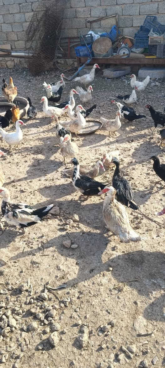 للبيع بط مصري..  ***********
