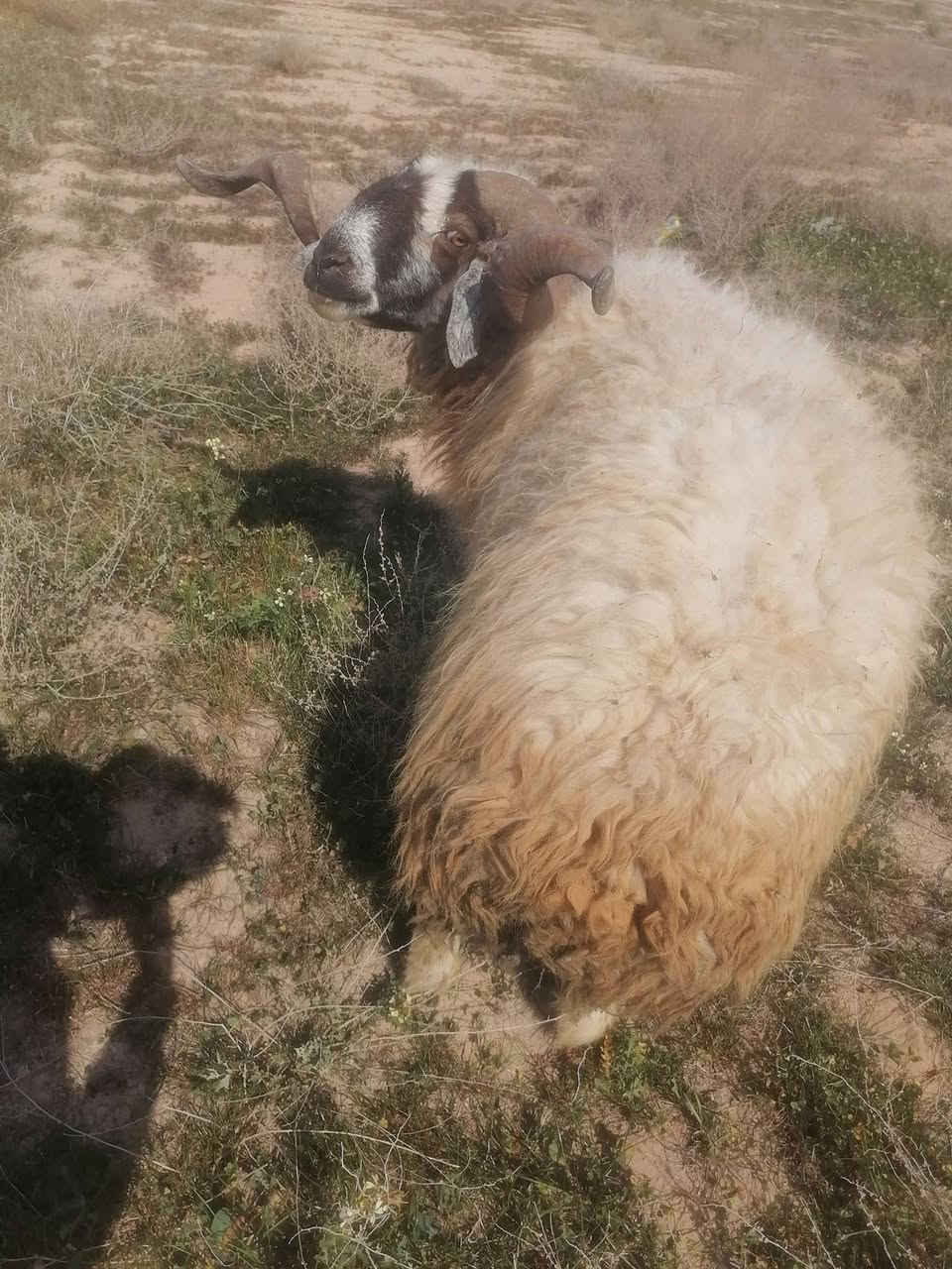 كبش اب ٣ سنه صاغ سعره ٥٥٠ اي ستفسار ***********
