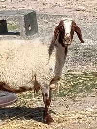 نعجه • نصاحه ٣ايام • حانيه
