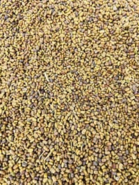 بذور سيسبان • درجه اولى • الكوت