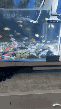 احواض سمك للبيع مع الاسماك(***********)(***********)
