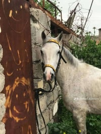 فرس اهوازيه • فرس عشار • فرس • خيل • حصان • فرس للبيع • خيول • فرس الم...