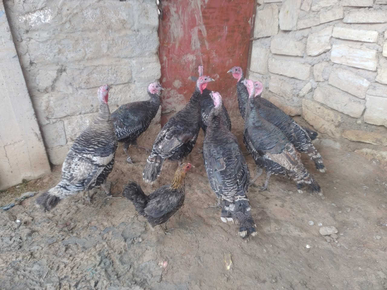 للبيع علو عدد 8 نصحات فول صحه خشن ع مبياض فكات مكان موصل جانب ايمن شراي يتصل ع رقم او ***********
***********
