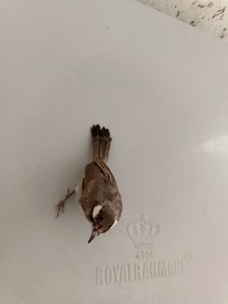 سلام عليكم بلبل البيع وليف سعر خاص


**إذا كنت صاحب هذا الإعلان وتريد حذفه لأي سبب، رجاءا أرسل رسالة إلى الدعم الفني**