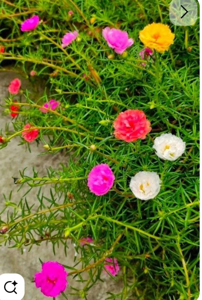 متوفر سنادين ورد الصباح الوان اصفر وابيض واحمر سعر السندانه الف وربع حجم 14 اكو توصيل للغزاليه والشعله


**إذا كنت صاحب هذا الإعلان وتريد حذفه لأي سبب، رجاءا أرسل رسالة إلى الدعم الفني**