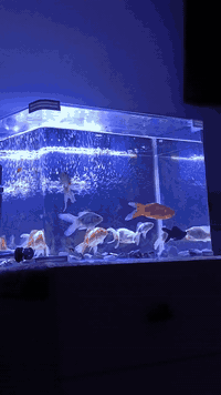 حوض سمك جاهز 12 سمكه وهيتر وجهاز اوكسجين واناره لد وحجر واكل سمك كله ج...