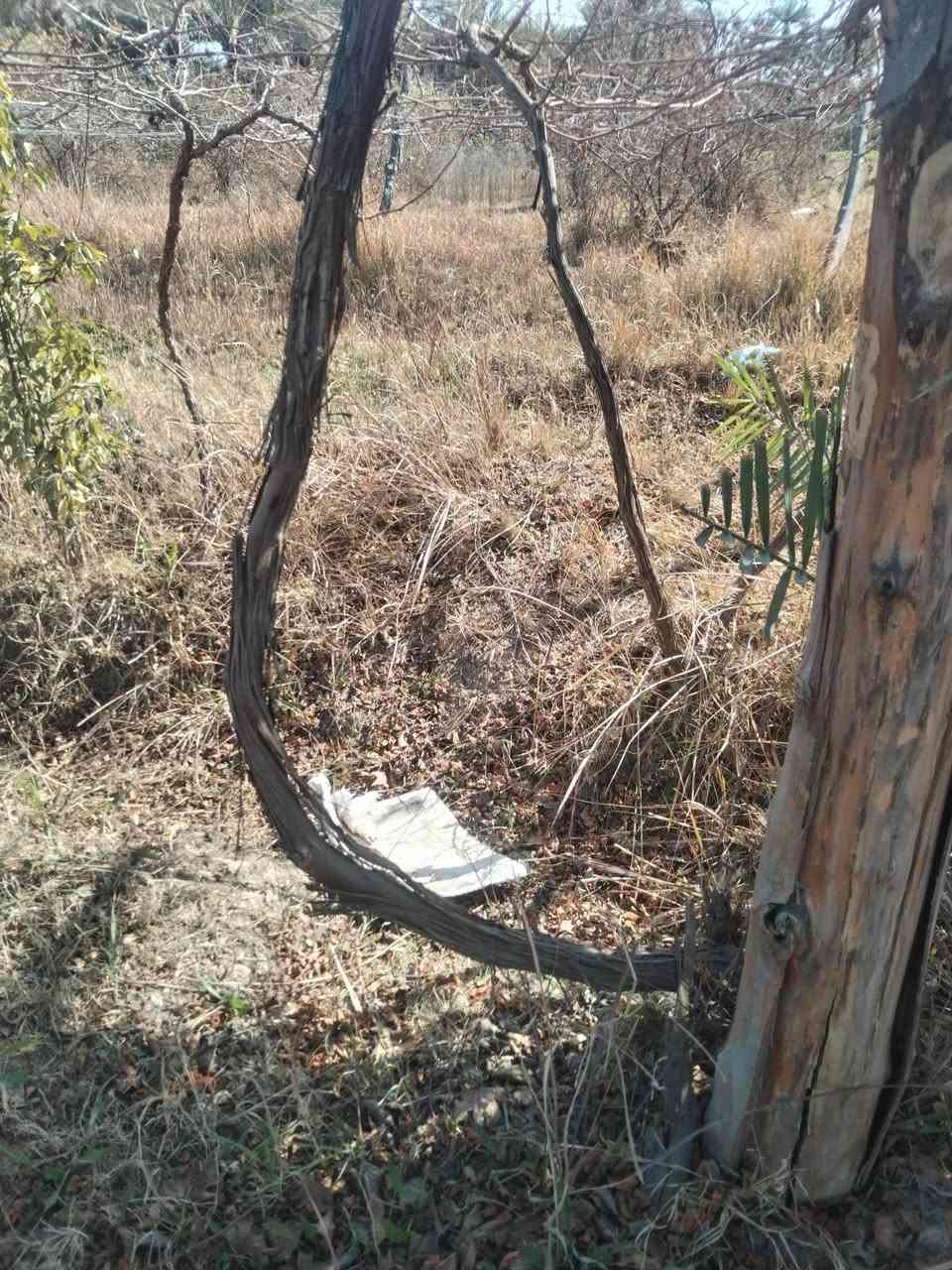 السلام عليكم
يوجد اشجار عنب للبيع
نوع  حلواني
شجره حماله وكامله
السعر 15الف  وبيه مجال
العنوان الصويره طريق المطار
الستفسار
***********
