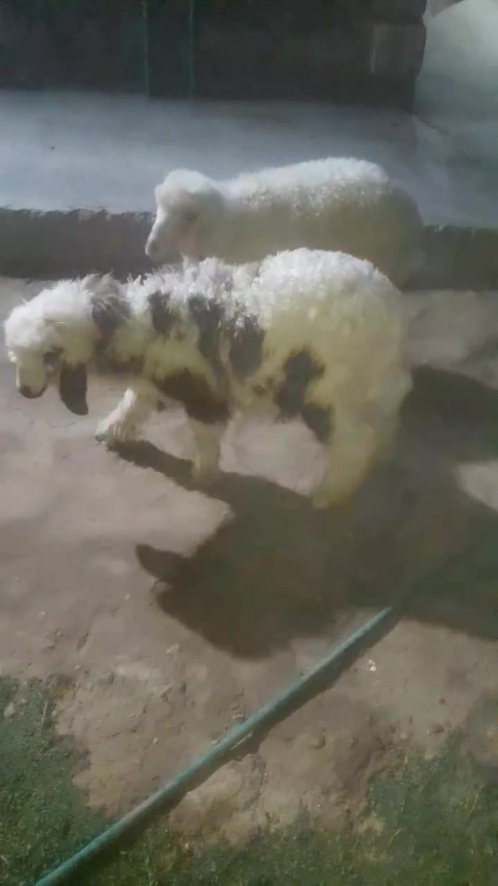 فطيمه وخروف ناصحات حلوات السعر ٤٥٠ الف/ ***********/***********
