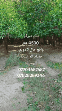 4500 متر واقع حال 2 دونم.. ملك صرف زراعي..  موقع بغداد الراشدية البوحي...