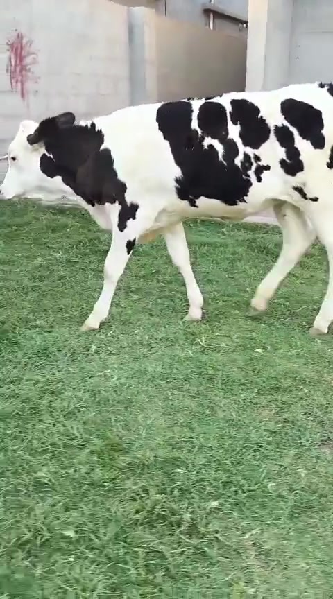 اخوان يوجد بجر سمتال فول فول بجر رقم واحد واحد
بجر حره اصليه سمتال الماني خط ونخله وفسفوره 

وين جنايه زين حلال بخت جناي جنس فول 
جمه عرموطيه اصليه 👌

***********
بس. يعرف قيمته يتصل 
يوجد خدمة توصيل
