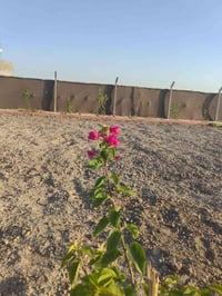 نزله سعد • ١٠٢٠م • طابو زراعي