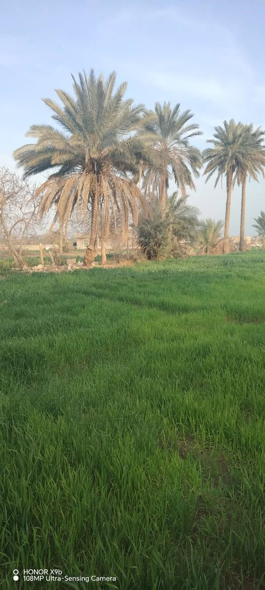 ارض زراعي للبيع قرب سد الفلوجه 
2 دونم الشارع 10متر الدونم 85 وبيه مجال
عقد زراعي مجدد
التواصل عل أرقم التاليه
ه‍‍ (***********)ه‍‍ (***********
