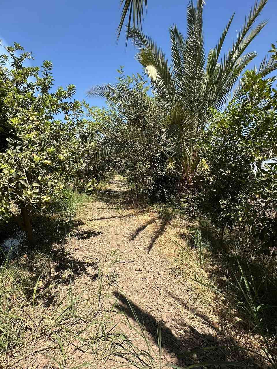 بستان طابو زراعي على( سدة الزبيدية في السيسبانة )
وجه على ( سدة الزبيدية ونهر دجلة )

مساحة ٢٥٠٠ م ( ١ دونم ) / وجه ٢٢ م 
((( طابو زراعي تحويل مباشر بل أسم )))

بي بناء ٢ غرف + صحيات - ماء - كهرباء 
(( جميع انواع الفواكه + النخيل جميع انواع ))
( نخيل + تين + خوخ + تفاح + عنب + مشمش )

( كما موضح في الصور والفيديو )

للاستفسار مراجعة مكتب غازي للعقار   
واسط - الزبيدية - قرب أفران المائدة  *********** 
***********

