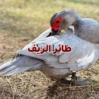 مصري • رصاصي • كبار • غرض مصري • غرض رصاصي