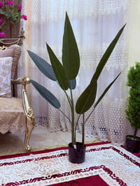 عرض خاص • عيد الأضحى • شجره