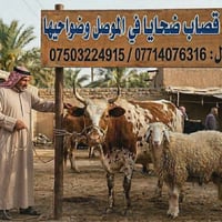 ذبح الأضاحي • الموصل • تجهيز اللحم