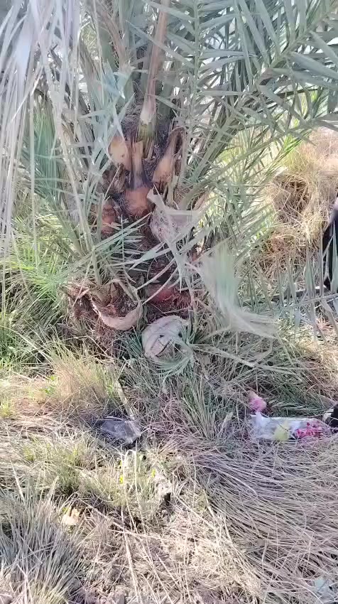 السلام عليكم ورحمة الله وبركاته
يتوفر فسائل شويثي اصفر ب٦ مع القلع
ويتوفر فسائل شكر وخضراوي وزهدي وديري ب٤ مع القلع وبكميات كبيره
وكذلك فسائل بلكات مجذر وقلع
المكان قريب الرميثه
اليريد يجي خاص اويتصل ***********
ويتوفر توصيل لكافه محافظات العراق
