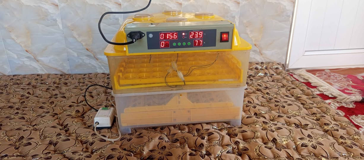 فقاسه للبيع  نضيفه مابيه اي عيب شغاله تلزم 120 بيضه السعر 110 او بيه مجال.  الرقم *********** كركوك, العراق
