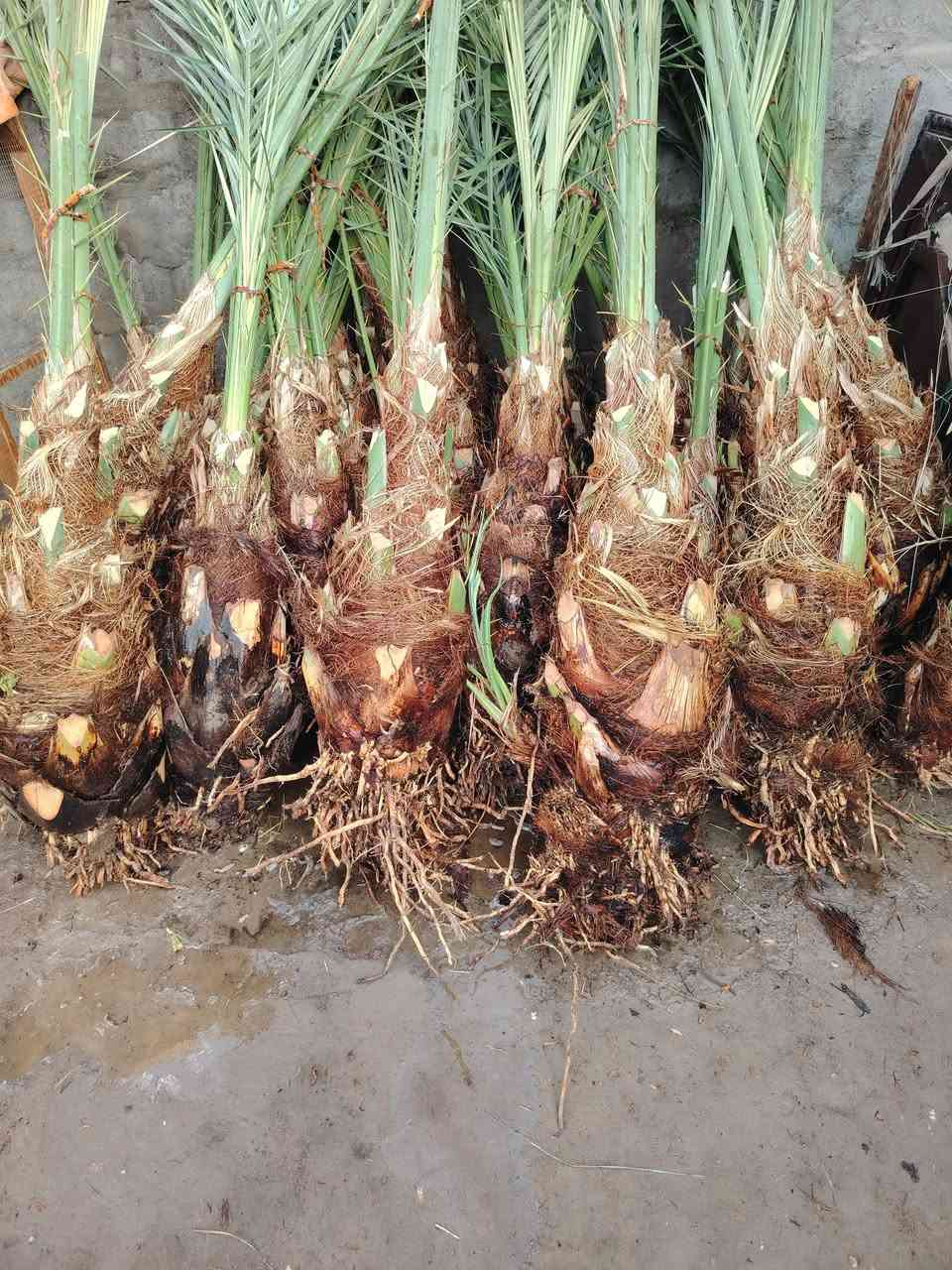 السلام عليكم يوجد الدينا برحي ومكتوم ومجهول وكرنفلي وكافة انواع النخيل المكان بابل لاتصال ع الرقم ***********
