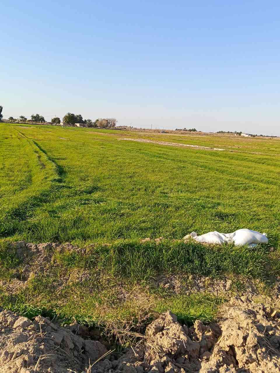 شعير سفح للبيع  المكان كوت قضاء الموفقية
***********
