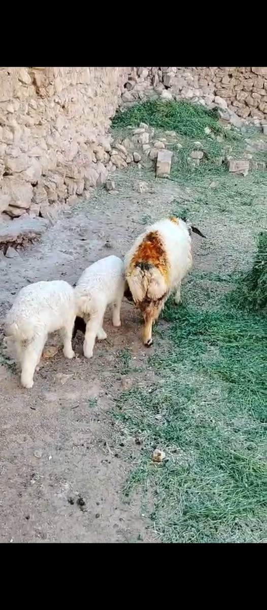 السلام عليكم متاح نعجه مطفل وراها توم نعجه سن وشطر ونصاح نعجه مال جنيه فاخرة سعرها ٨٢٥ العنوان حديثه حقلانيه يوجد توصيل حسب الاتفاق ***********
