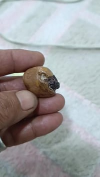 ملاقط • قديم • توصيل