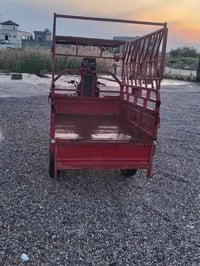 ستوته • حمرا • شغالة