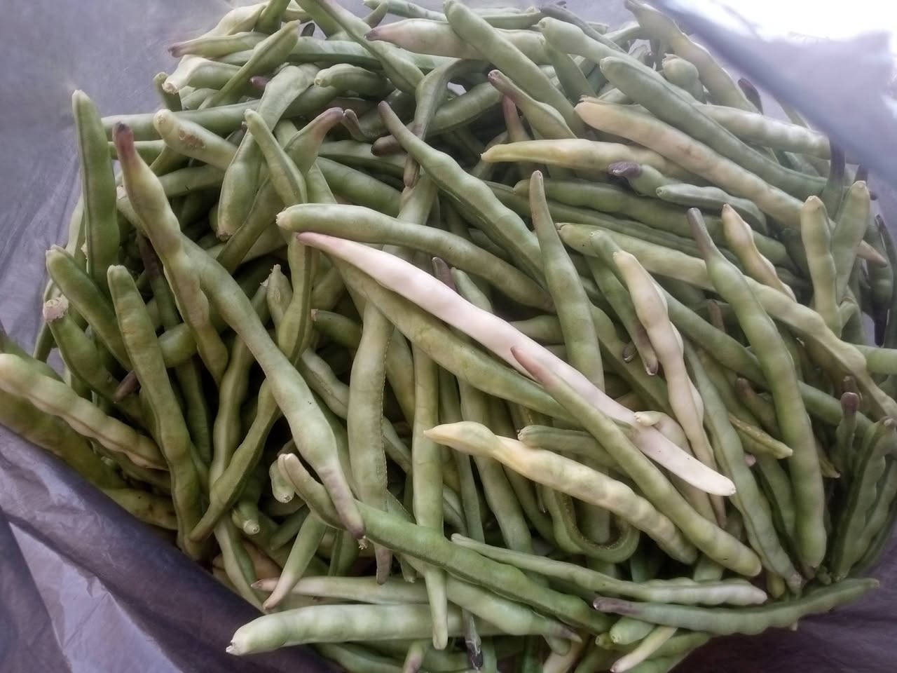 باميه نص كيلو بالف ونص وطرعوزي كيلو بالف روبيه كيلو بالفين   بيتنجان مكدوس كيلو بالف توصيل داخل راوه فقط الف


**إذا كنت صاحب هذا الإعلان وتريد حذفه لأي سبب، رجاءا أرسل رسالة إلى الدعم الفني**