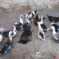 بط مصري • ١٤ قطعة • الموصل جانب أيمن