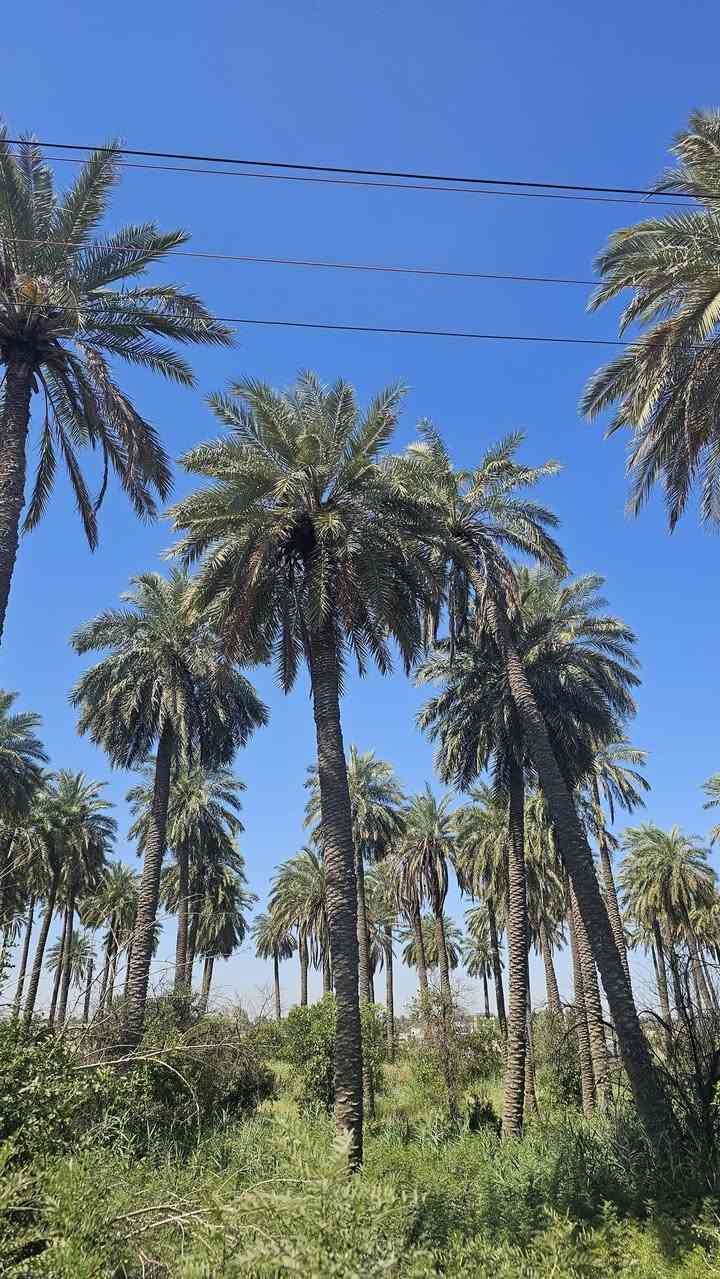 السلام عليكم🇮🇶 (٢)دونم  شاطئيه طابو زراعي سند خمسه وعشرين تحويل مباشر باسم المشتري في بغداد الفحامه قرب جزيرة بغداد السياحيه تبعد دقيقه واحده عن باب الجزيره الثالث الواجهه عملاقه (٧٨م) بالامكان للمستثمر استثماره بمشاريع كثيره حتى المشاريع بالامكان القيام بها فقط عليه راس المال على الشارع الرئيسي التجاري وكما تعرفون هذا الشارع له اهميه كبيره لما يمتاز من مؤهلات مستقبليه وحيويه النزال (٦٥م) للاستفسار الاتصال على الارقام الاتيه الليث الحياني (***********)(***********)بعض الاخوه يسأل عن عدم ذكر السعر احد الاسباب هي من اجل فتح باب اوسع من خلال التواصل فاذا ذكرنا السعر سوف تكتفي بمعرفة السعر وبالقارنه مع امكانيتك سوف تقوم بمغادرة العرض ولكن نحن لدينا الكثير من العروض ممكن تقديمه لحضارتكم من خلال اتصالكم لمعرفة السعر ونحن بدورنا سوف نقوم بتقديم العروض التي تتلائم مع امكانياتكم اسف على الاطاله تحياتي لكم اخوكم العقاري الليث الحياني***********.                                                             ***********
