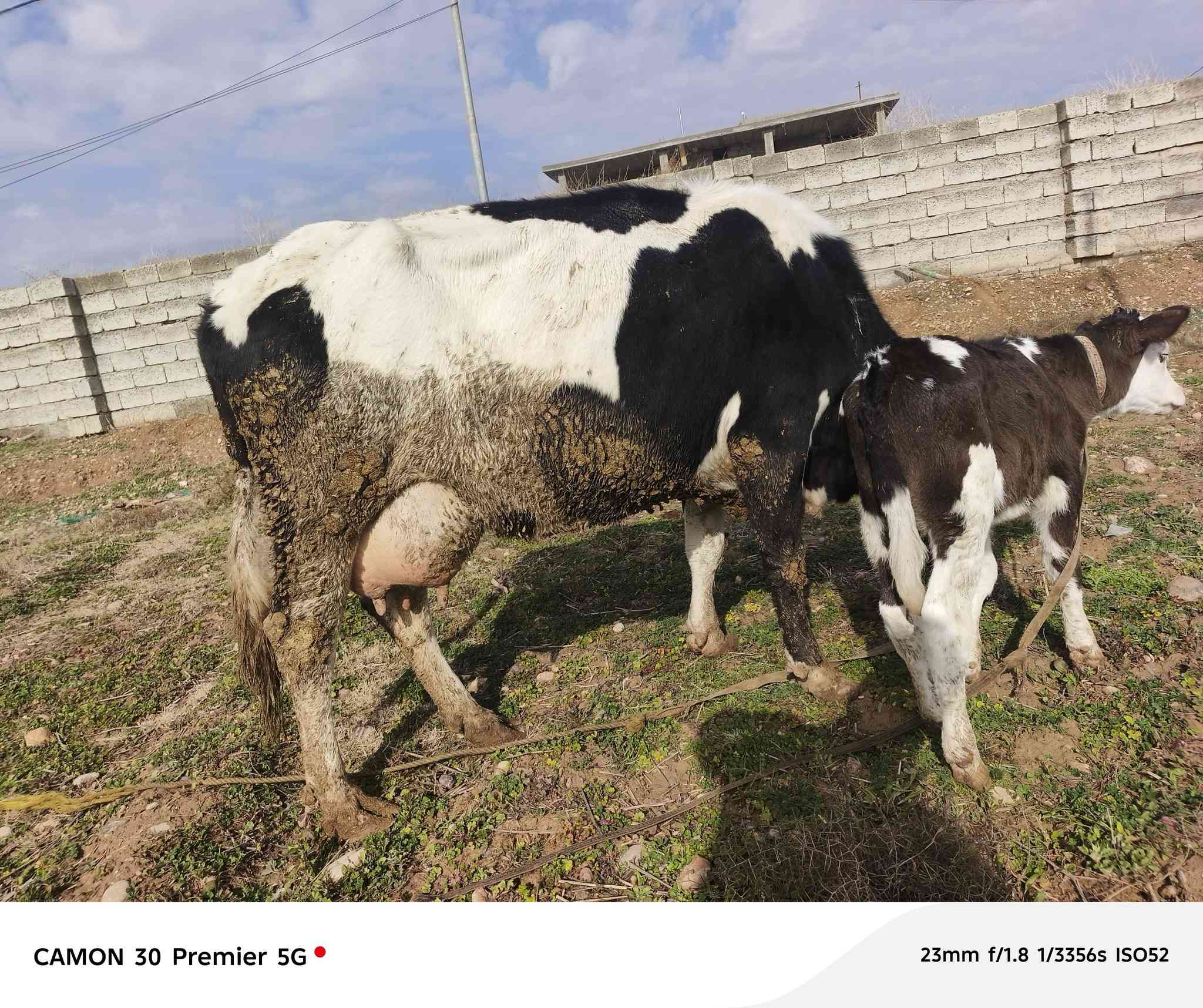 السلام عليكم
متاح رقوث زراعيه  اصليه 
ثالث بطن 
وراها حولي سميتال اصلي 
دابه مال بيت 
رقم واحد على واحد 
حليب ودسامه 5بطاله شرط
شرط مامحينه شرط 
كافت الشروط الجني 
شرط تحلب الولاد 
يرهم مراوس بحلال 
المكان الزاب قرية شميط 
***********
