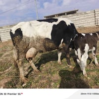 رقوث زراعية • حليب دسمة • الزاب قرية شميط