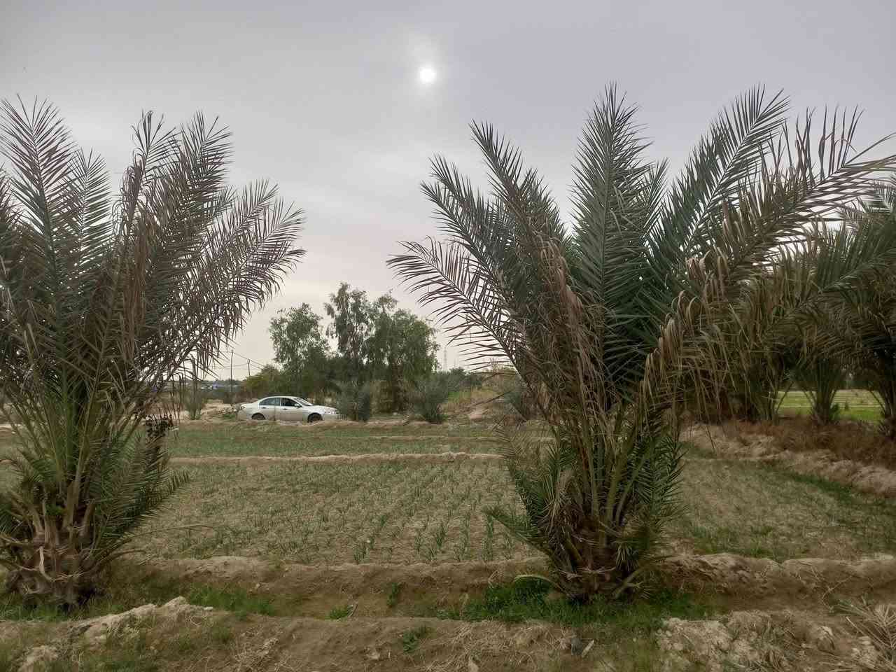 سلام عليكم ارض زراعيه مساحه ٣دونم زراعي تحتوي ع بئر ومكينه گاز 16حصان وماطور كهرباء 10حصان وتبعد عن الشارع الرئيسي التبليط 150متر سعر الدونم ٢٣ مليون مع المجال الموقع نجف كوفه براكيه الجنوبيه للاستفسار الاتصال
***********
***********
