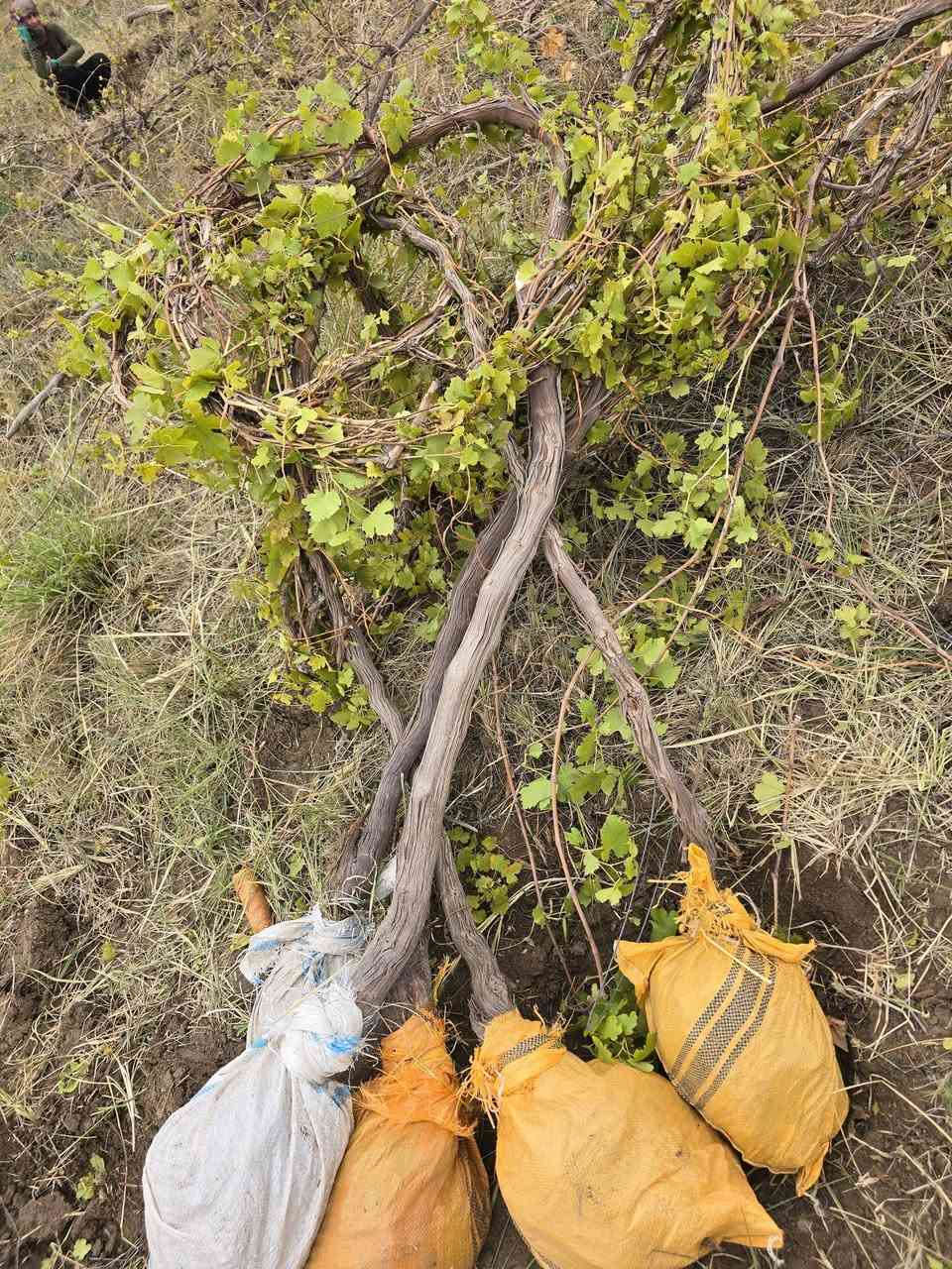 غوان سلام عليكم عنب شلاع انواع الصناف ومثمر يوجد توصيل من 100 وافوق العنوان حله السياحي *********** عنب ملا فلاح ومضمون النواع
