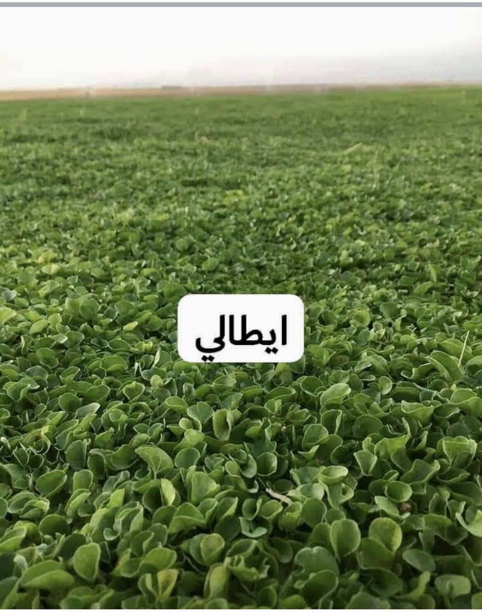 ثيل ديالى الطبيعي.  واصل لجميع المحافظات العراق.   رقم الهاتف ***********
