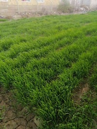 الشافعيه المعمل • دونمين • طابو زراعي