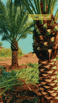 تكريب النخيل ***********
