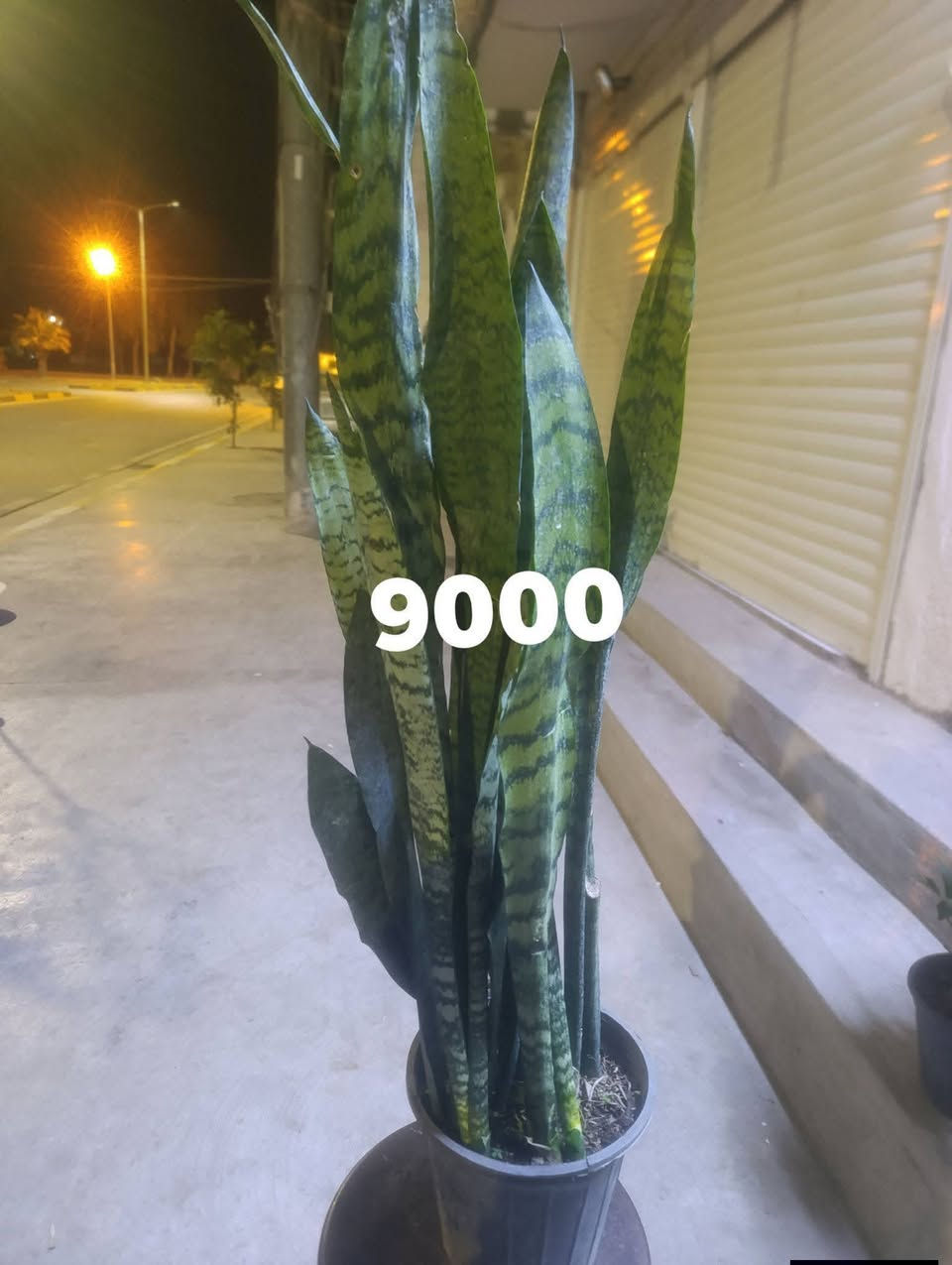 كلار ليوا ته نشت مزكوت بخاري 
***********
