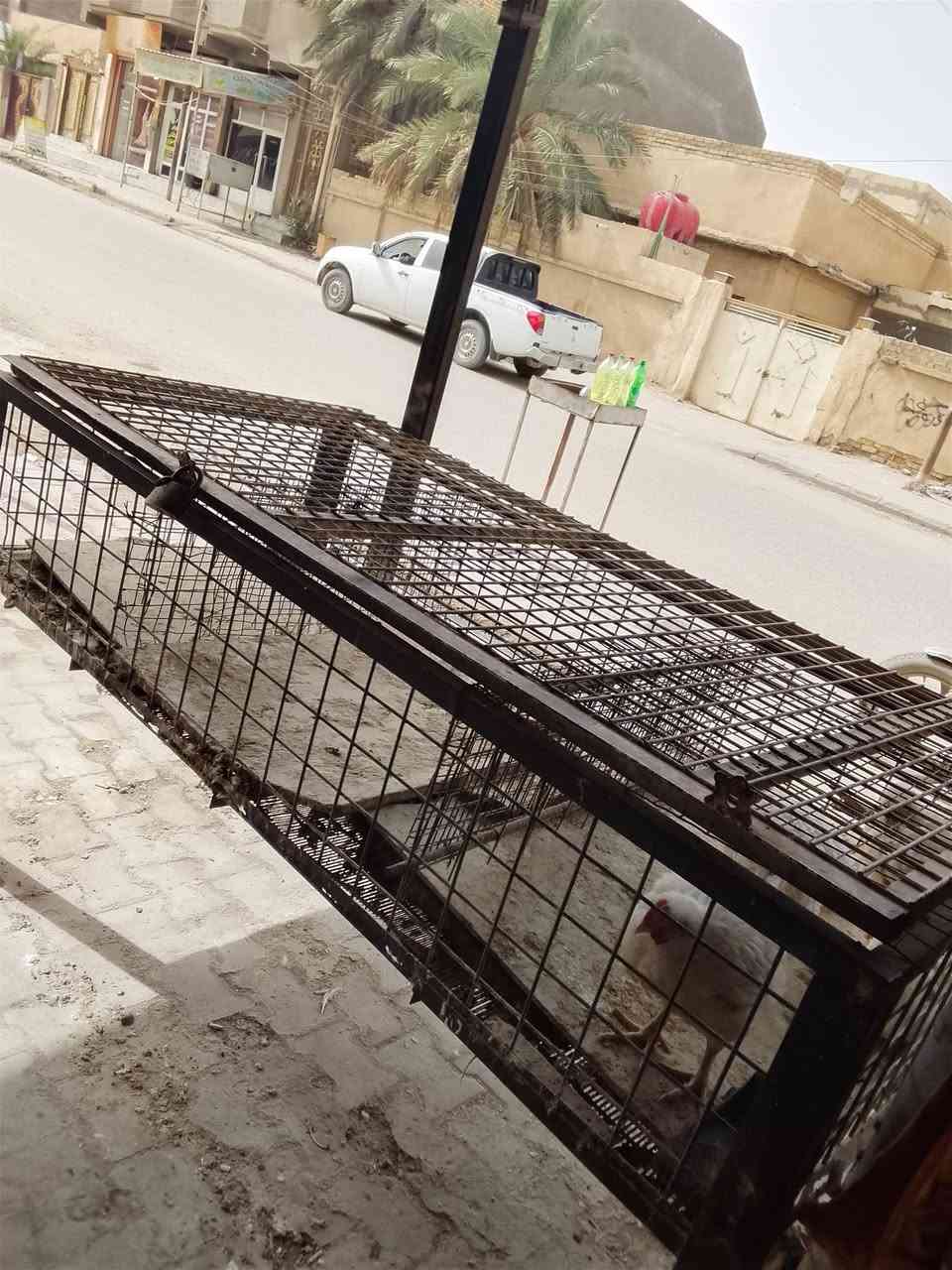 سلام عليكم محل  البيع ام عصافير ستفسار خاص *********** واتساب
