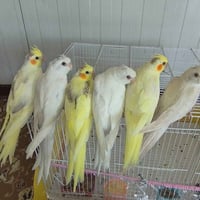 سليمانية • سلسال فضة • نظيف
