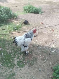 يوجد ديك امريكي مع دجاجه امريكي السعر 75 07718625303