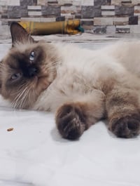 تبني • قطط هملايا