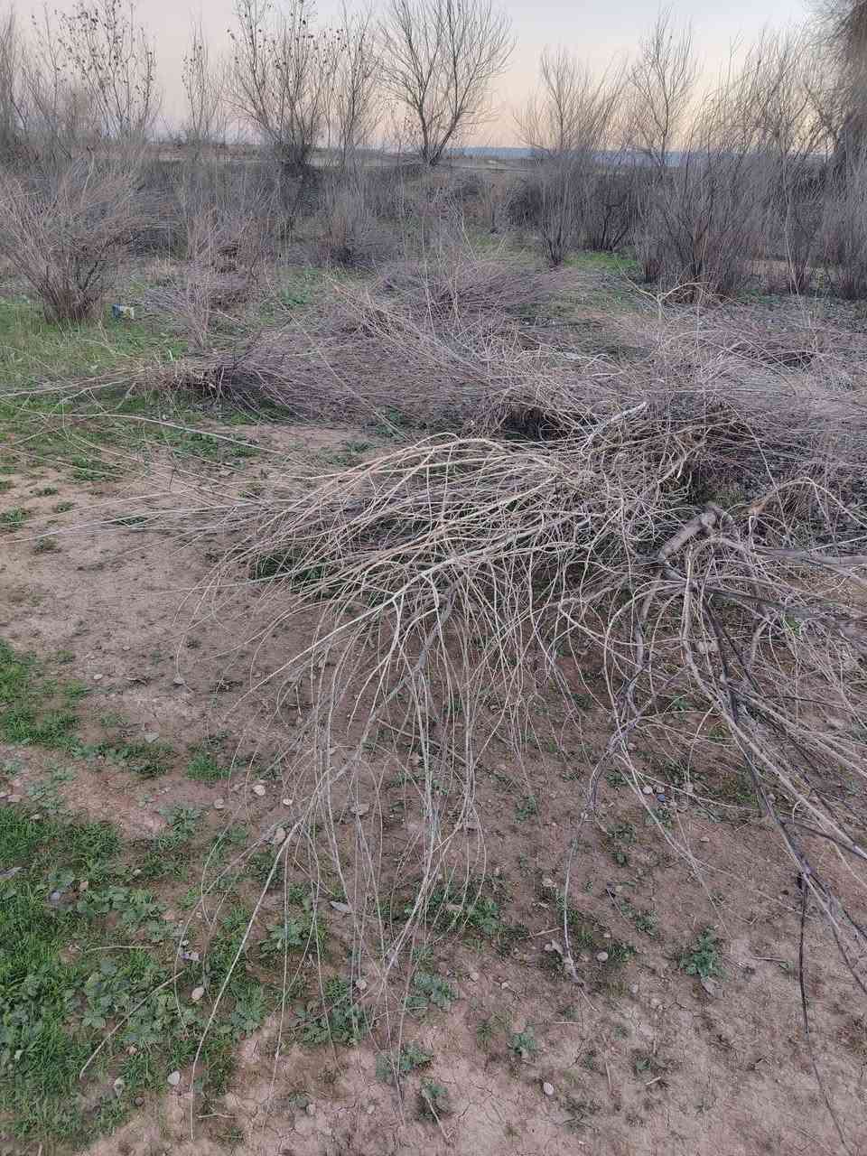 اسلام عليكم يوجد حطب اليريد يجي ياخذو كلهن يتصل على ارقم *********** الحطب يرهم مال تنور ملاحضه الحطب مگصوص
