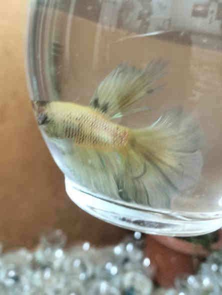 اسماك الفايتر سمكه مع دورق صغير مع احجار ضوئيه مع علف السمكه كيس ب5 الف مكاني الحرية توصيل داخل الحرية مجانآ والمناطق المجاورة توصيل 3الف وات ساب ***********
