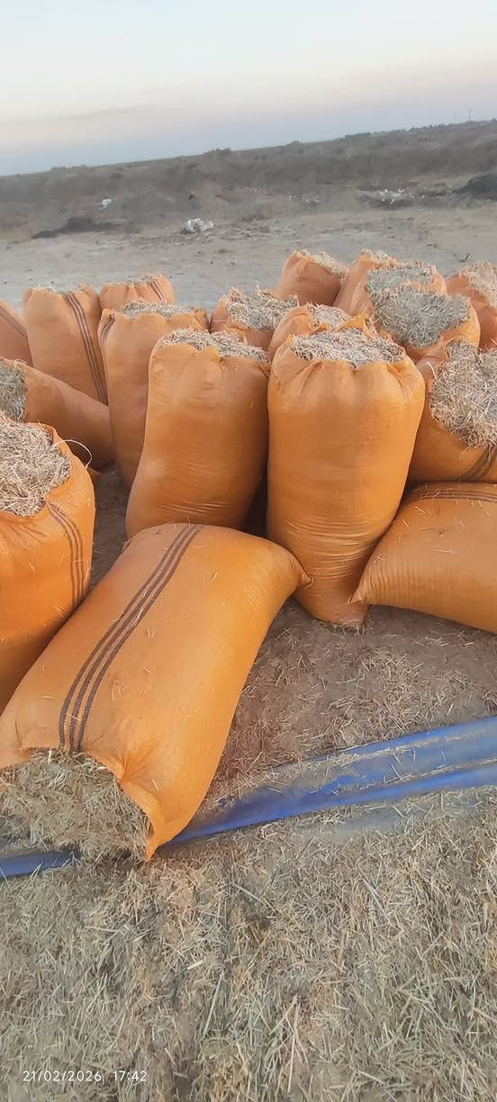 السلام عليكم ورحمه الله وبركاته تبن حنطه مطحون درجه اولى نضيف ابيض وناعم القياس 80*110 
للاستفسار الاتصال على الرقم التالي ***********
