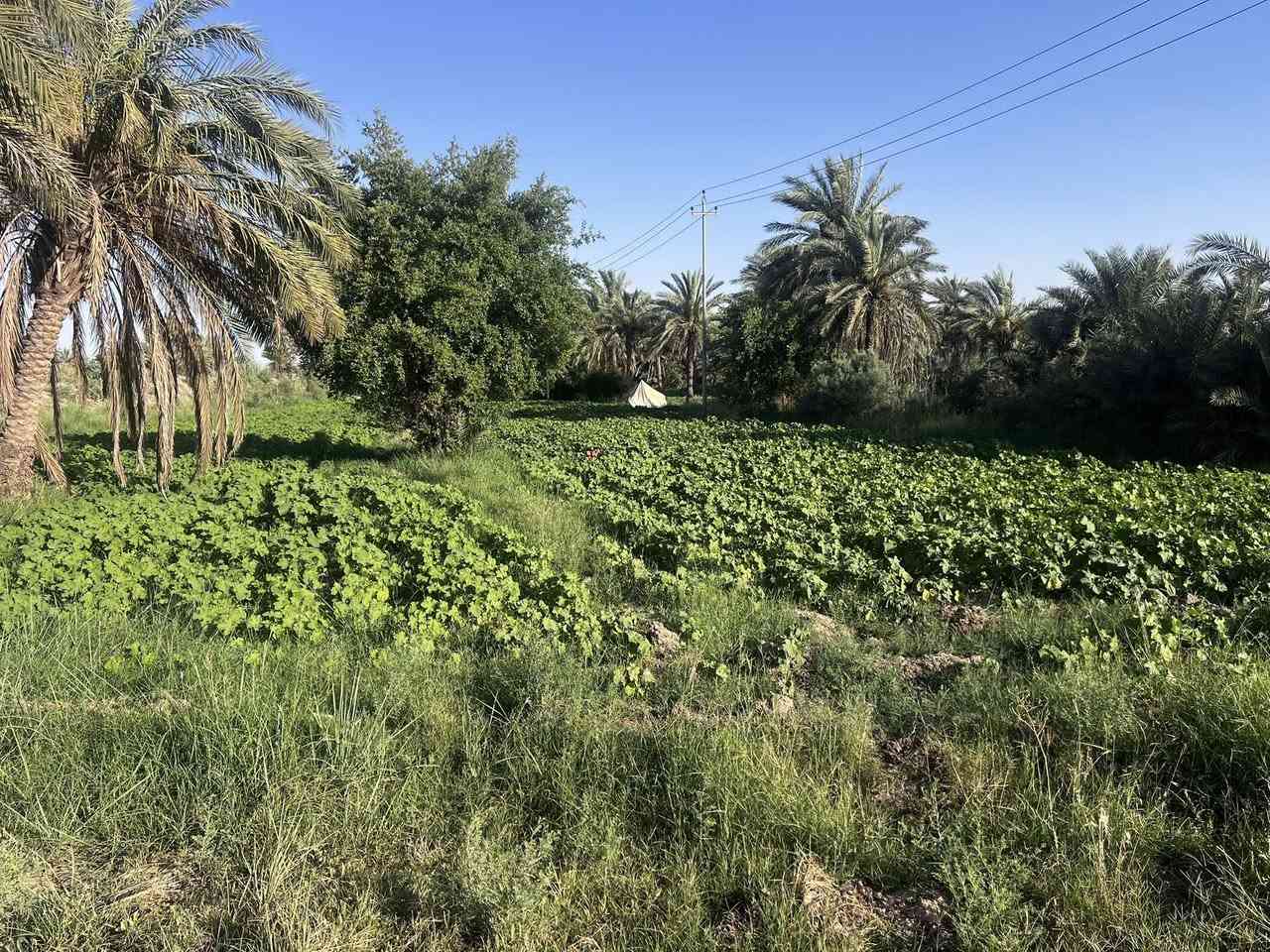 السلام عليكم
بستان طابو 5 دونم خلف مطعم الأمين وجهه علئ الشط
توجد كهرباء وبوري ماء 
للاستفسار ***********
