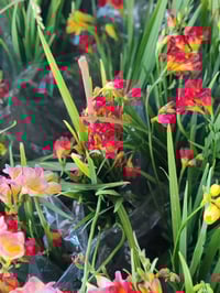 ابصال فريزيا • عطرية • سبعة نيسان