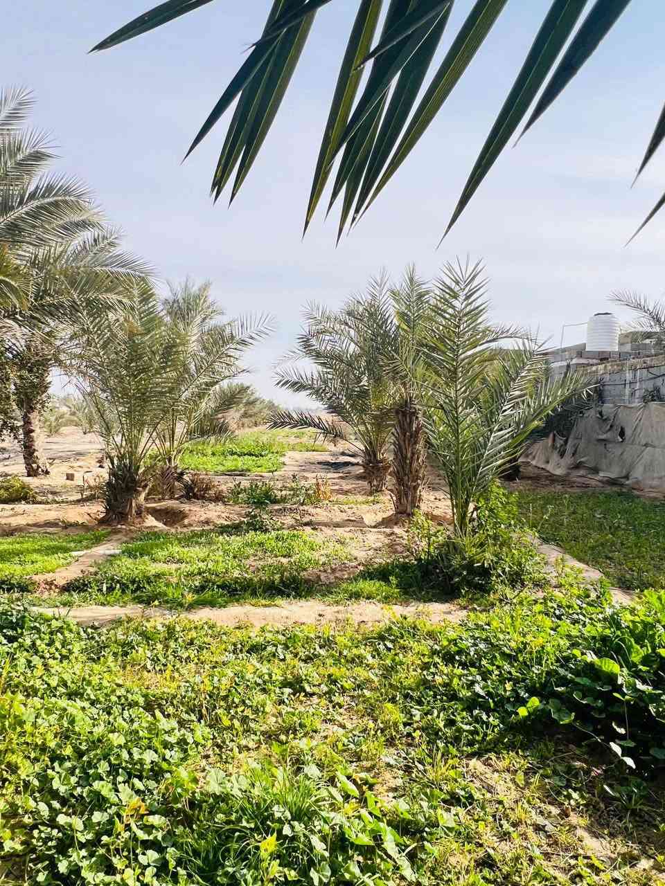 سلام عليكم 5دوانم للبيع سند25 واجهيه 30 متر  بيهن 2ابيوت مساحه. كل بيت  150 متر+ بير ماطور غطاس+ 250 نخله للستفسار ‏‪***********‬‏
